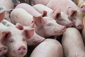 Morrisons abattoir to reduce pig suppliers due to economic climate