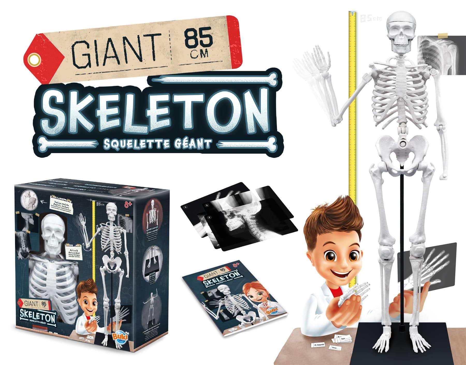 Skeleton - 85cm