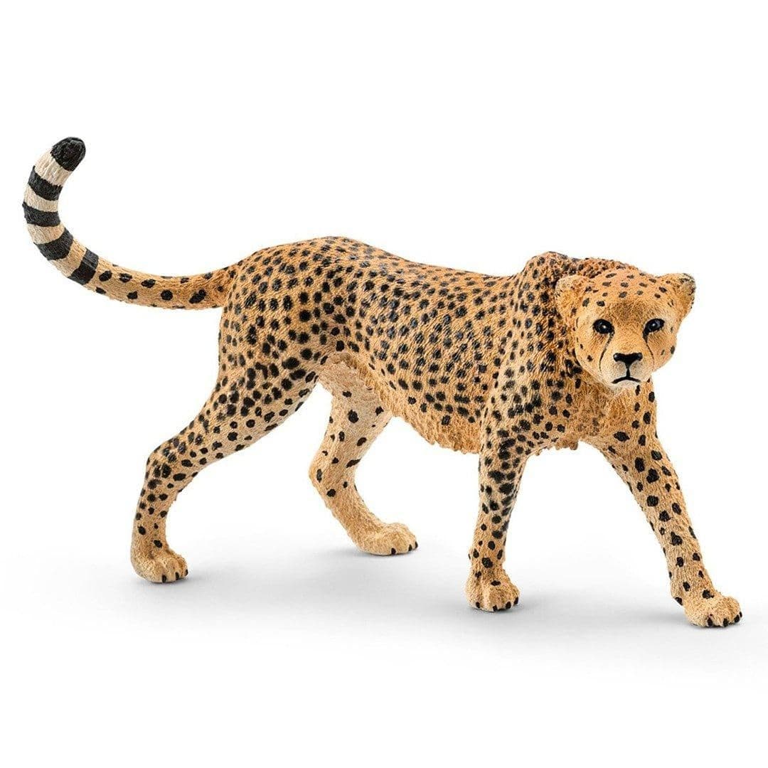 Cheetah
