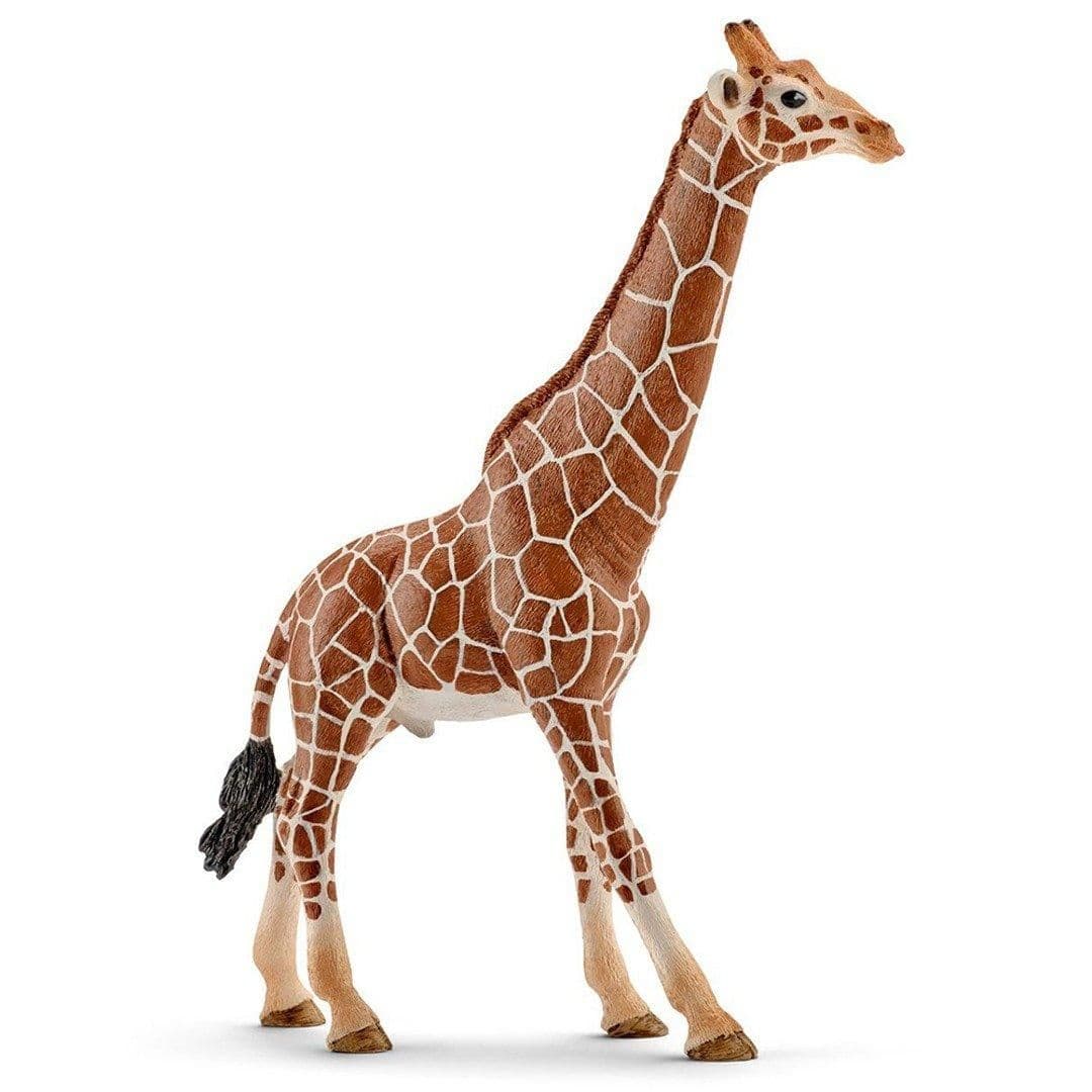 Male Giraffe