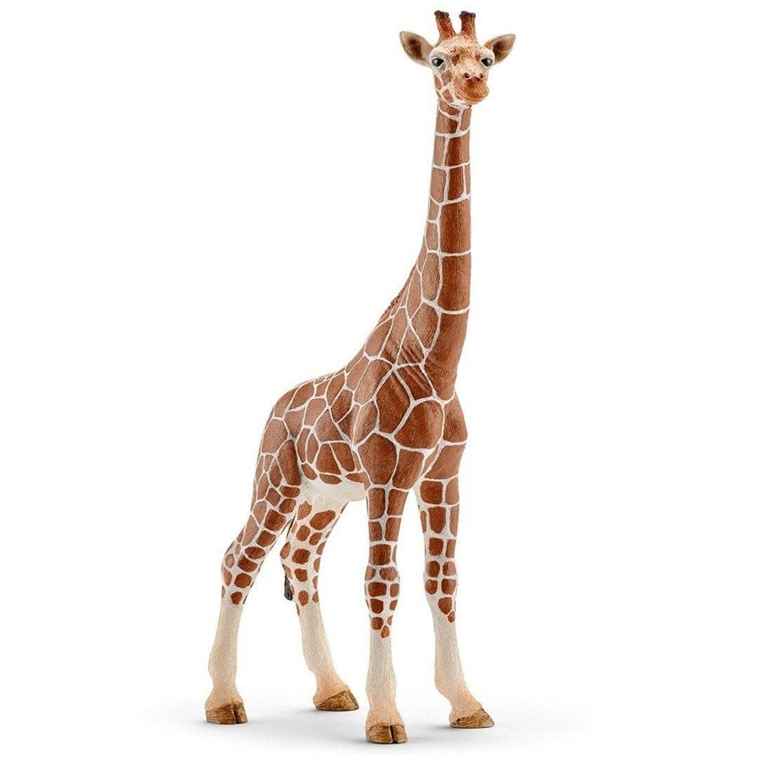 Female Giraffe