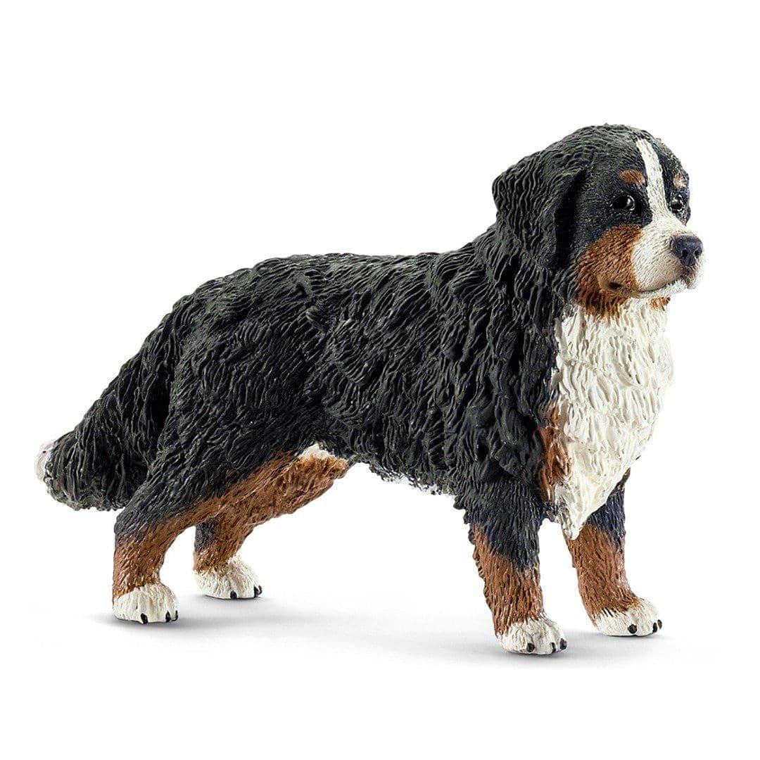 Bernese Mountain Dog Female