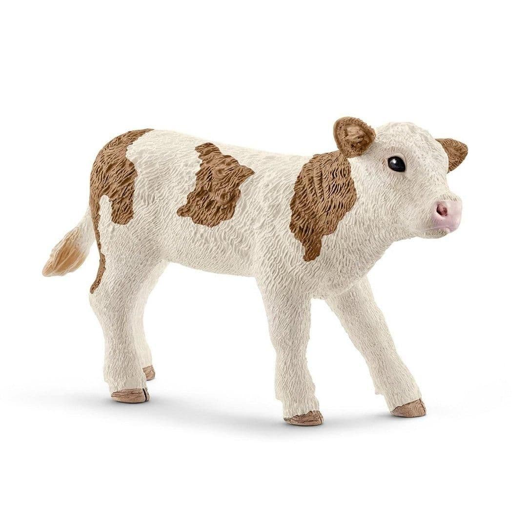 Simmental Calf