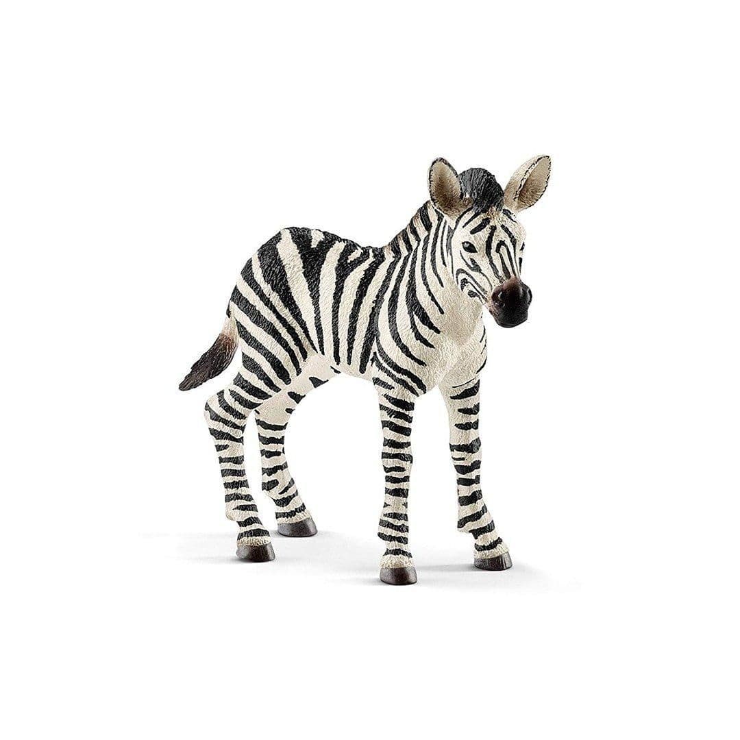 Zebra Foal