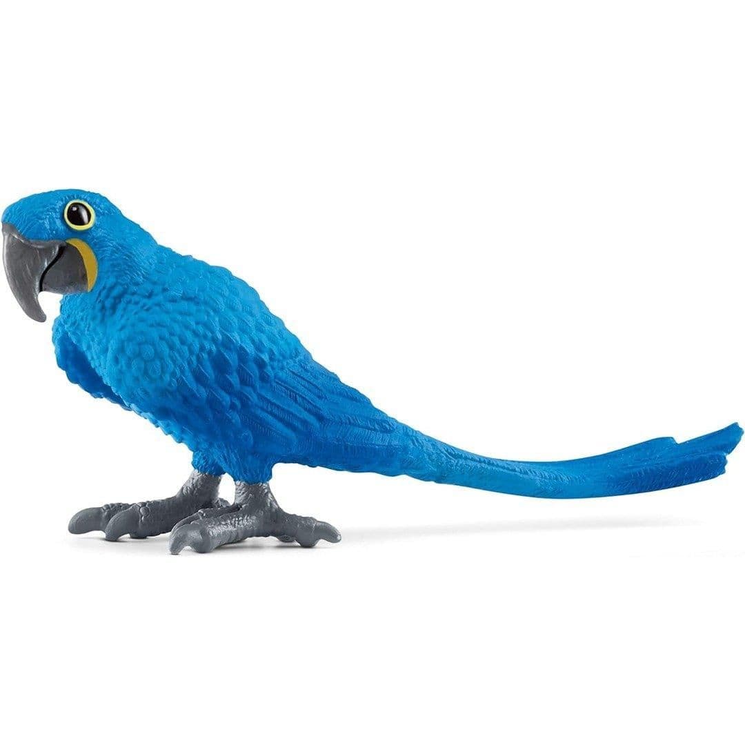 Hyacinth Macaw