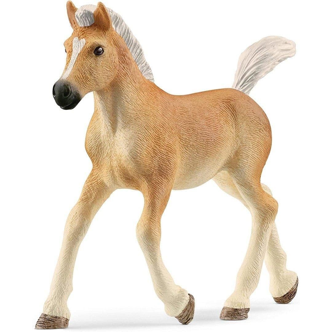 Haflinger Foal