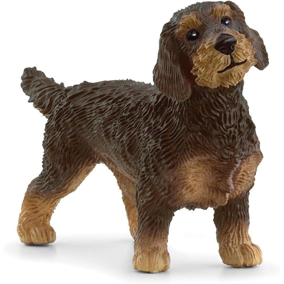 Wire Haired Dachshund