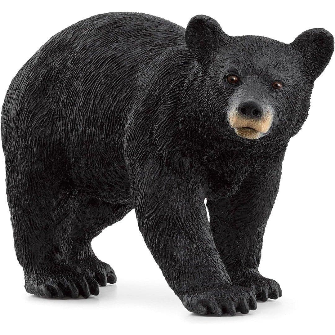 American Black Bear