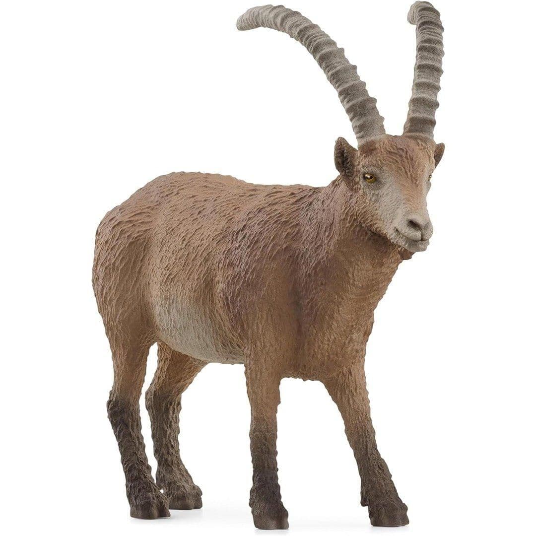 Ibex