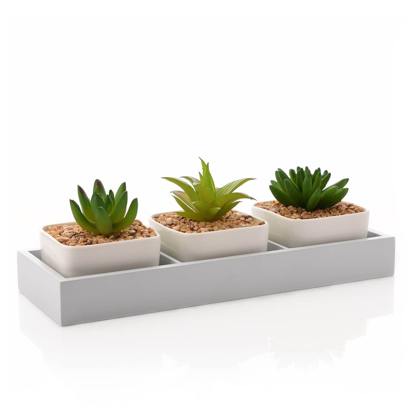 Trio of Plants in Tray