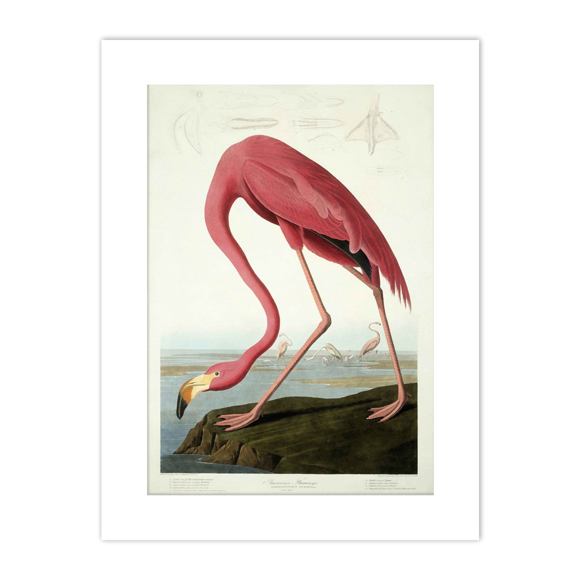 Wall Art Print Nature Audubon American Flamingo Painting With Mount