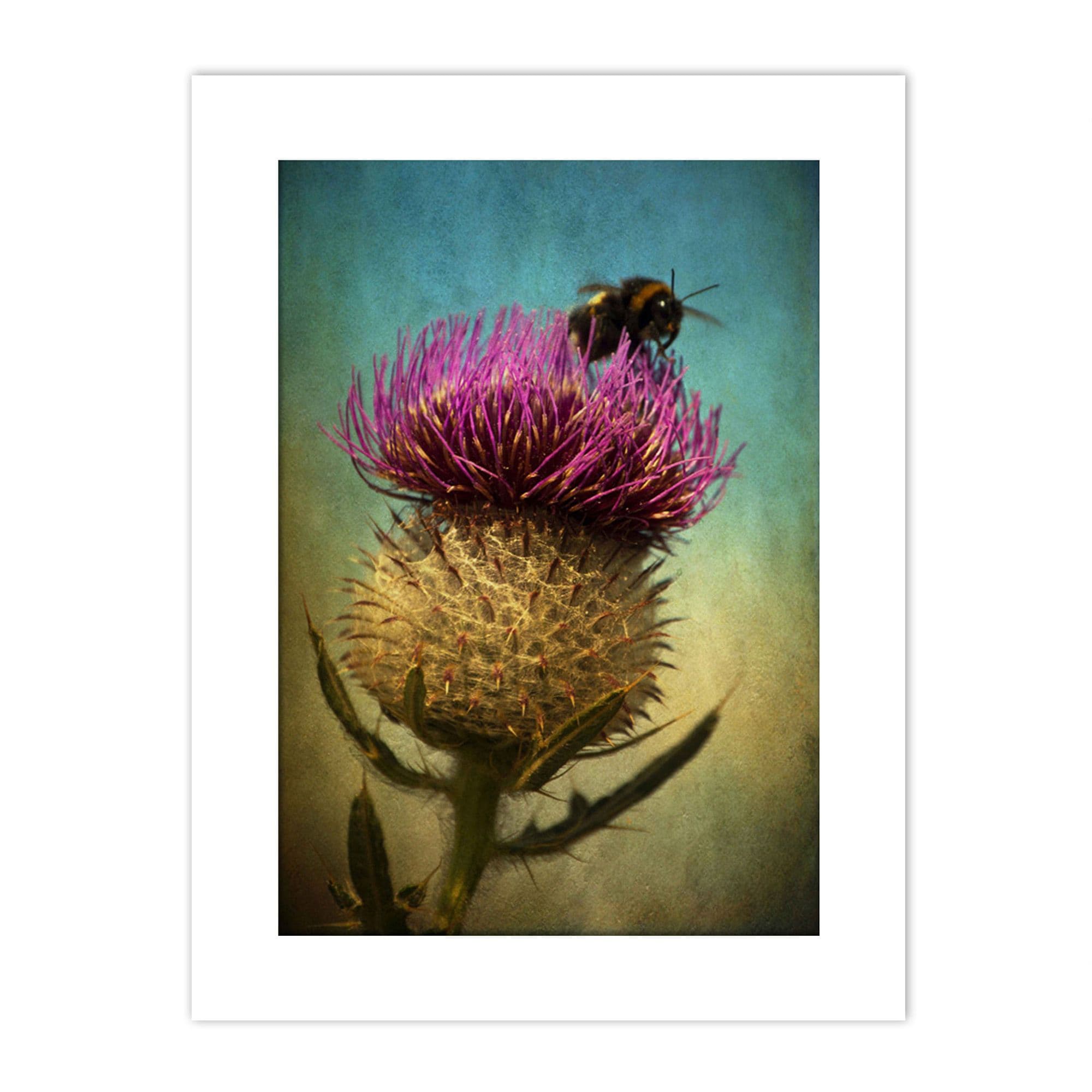 Wall Art Print Photo Bumble Bee Thistle Flower Scotland Picture Mount