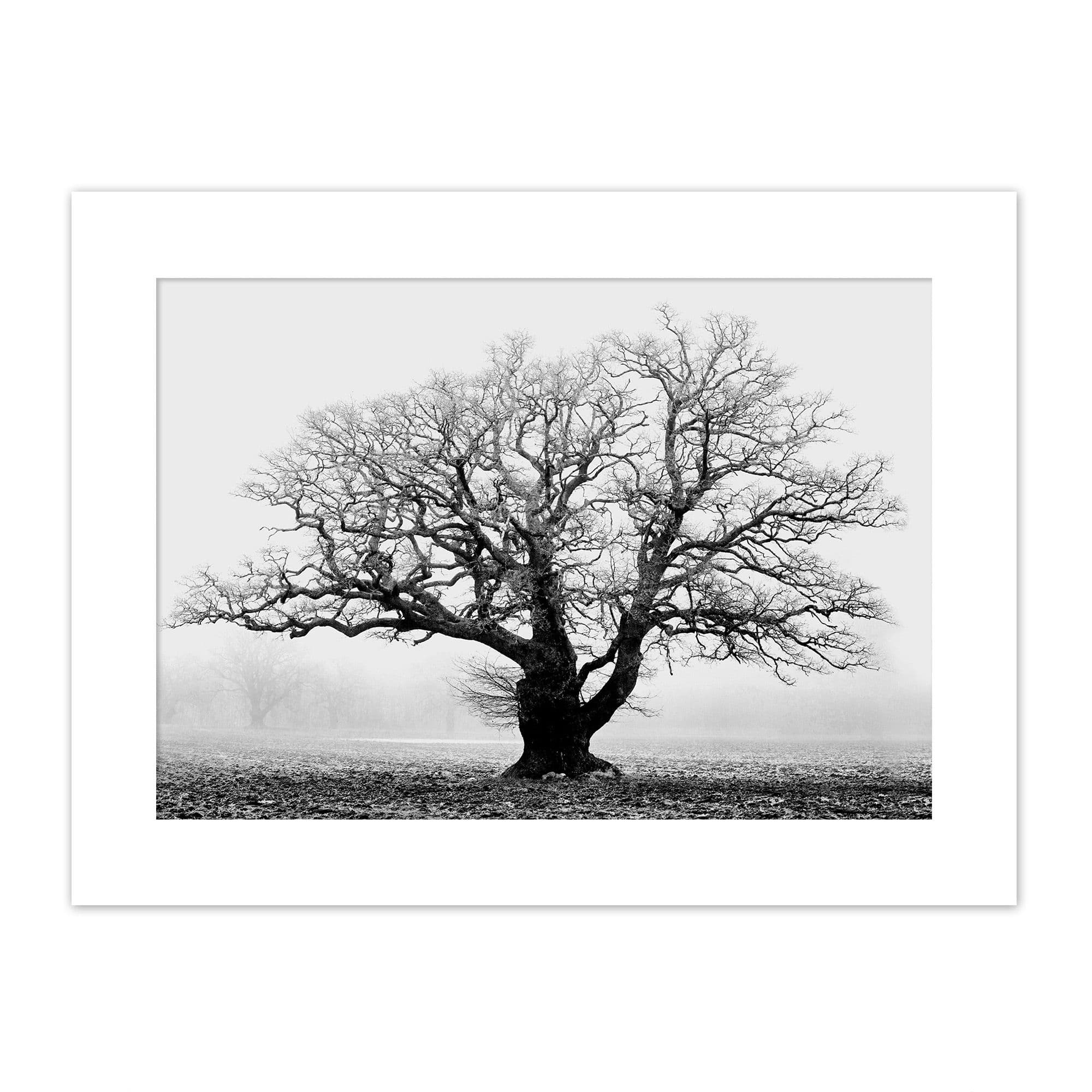 Wall Art Print Old Oak Tree Black And White Mist Fog Photo With Mount