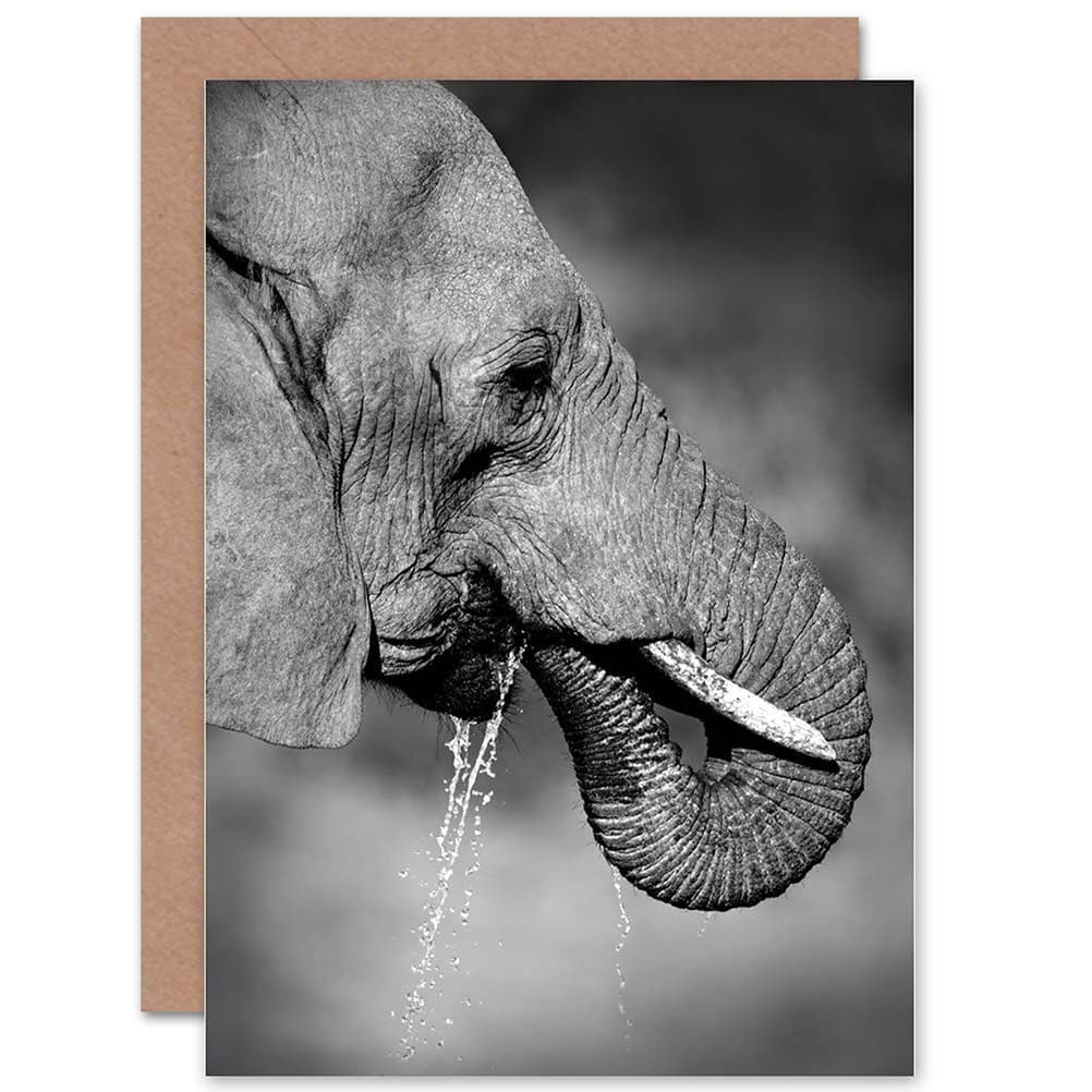 African Elephant Drinking White Birthday Greetings Card