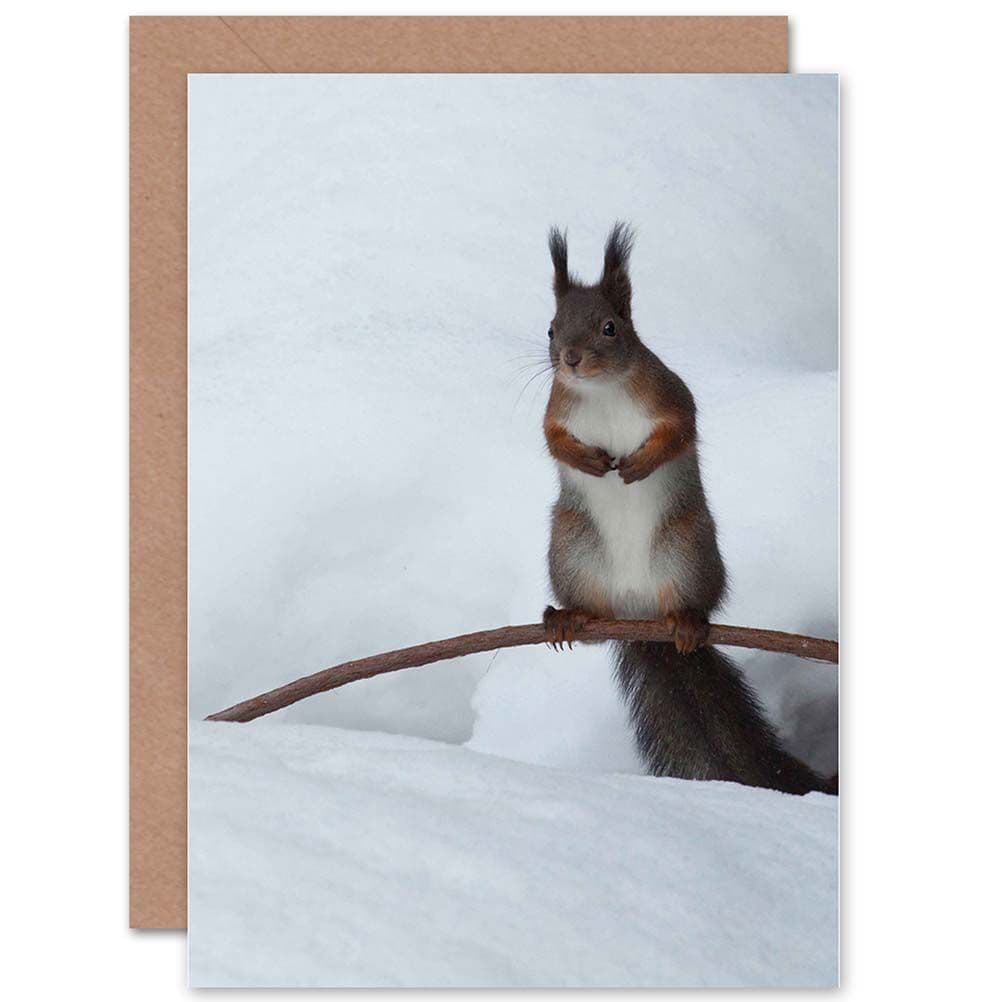 Animal Nature Squirrel Winter Snow Furry Cute Greetings Card