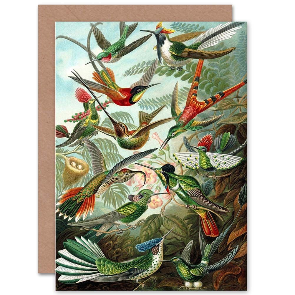 Nature Biology Bird Humming Ernst Haeckel Germany Greetings Card