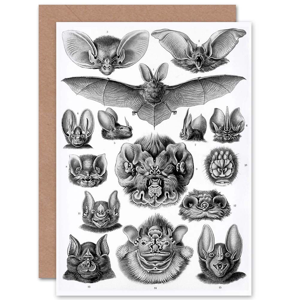 Nature Ernst Haeckel Bat Biology Germany Advert Greetings Card