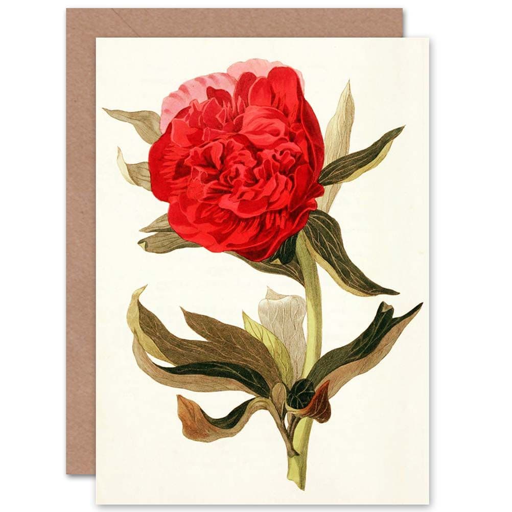 Flora Conspicua Clark Paeonia Greetings Card