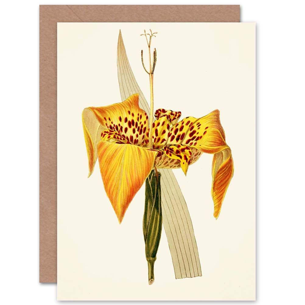 Flora Conspicua Clark Tigridia Oxypetala Greetings Card