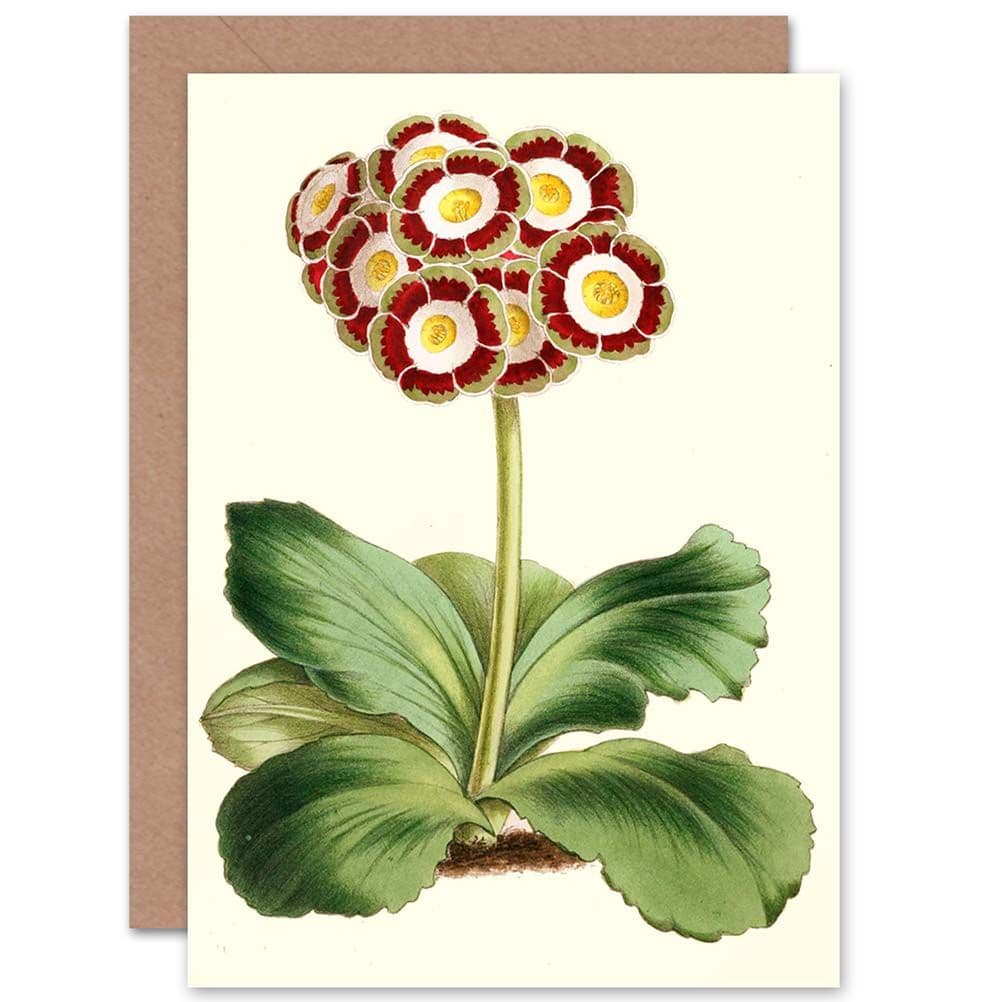 Garden Flowers Andrews Auricula Greetings Card