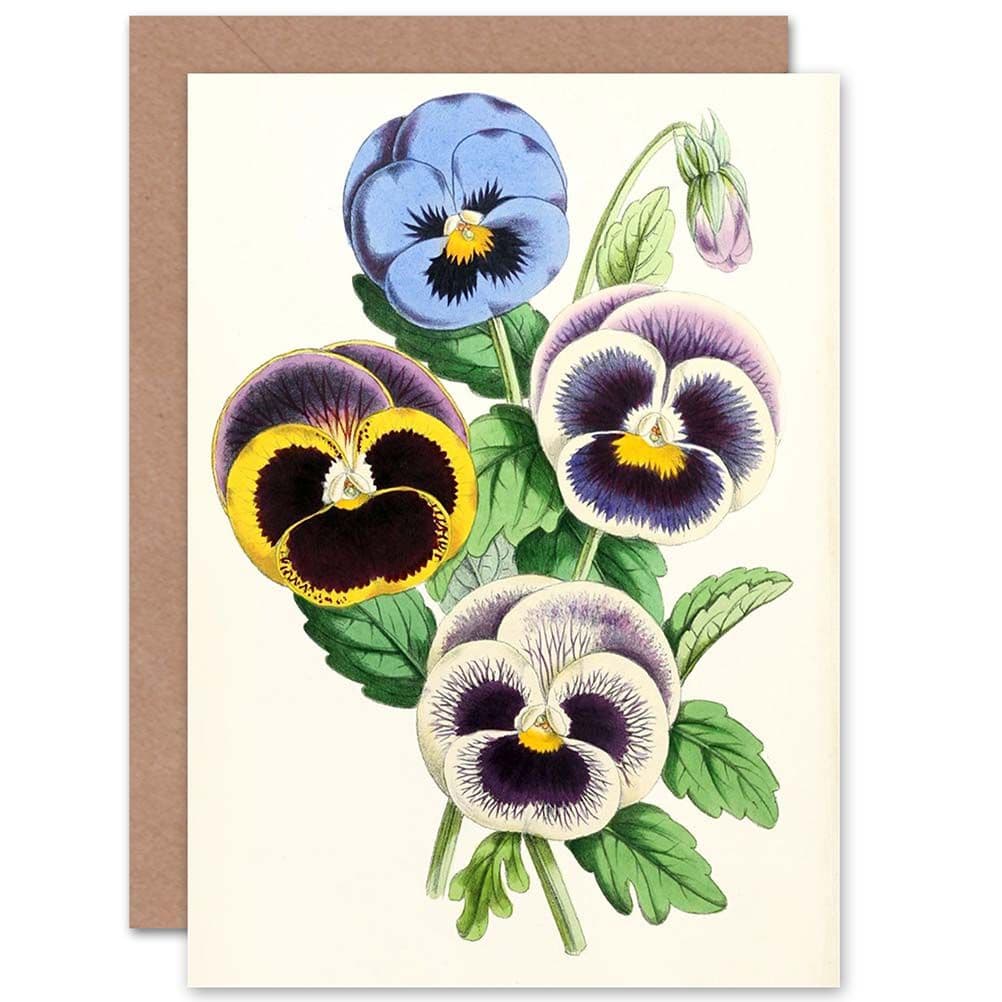Garden Flowers Andrews Pansies Fancy Greetings Card
