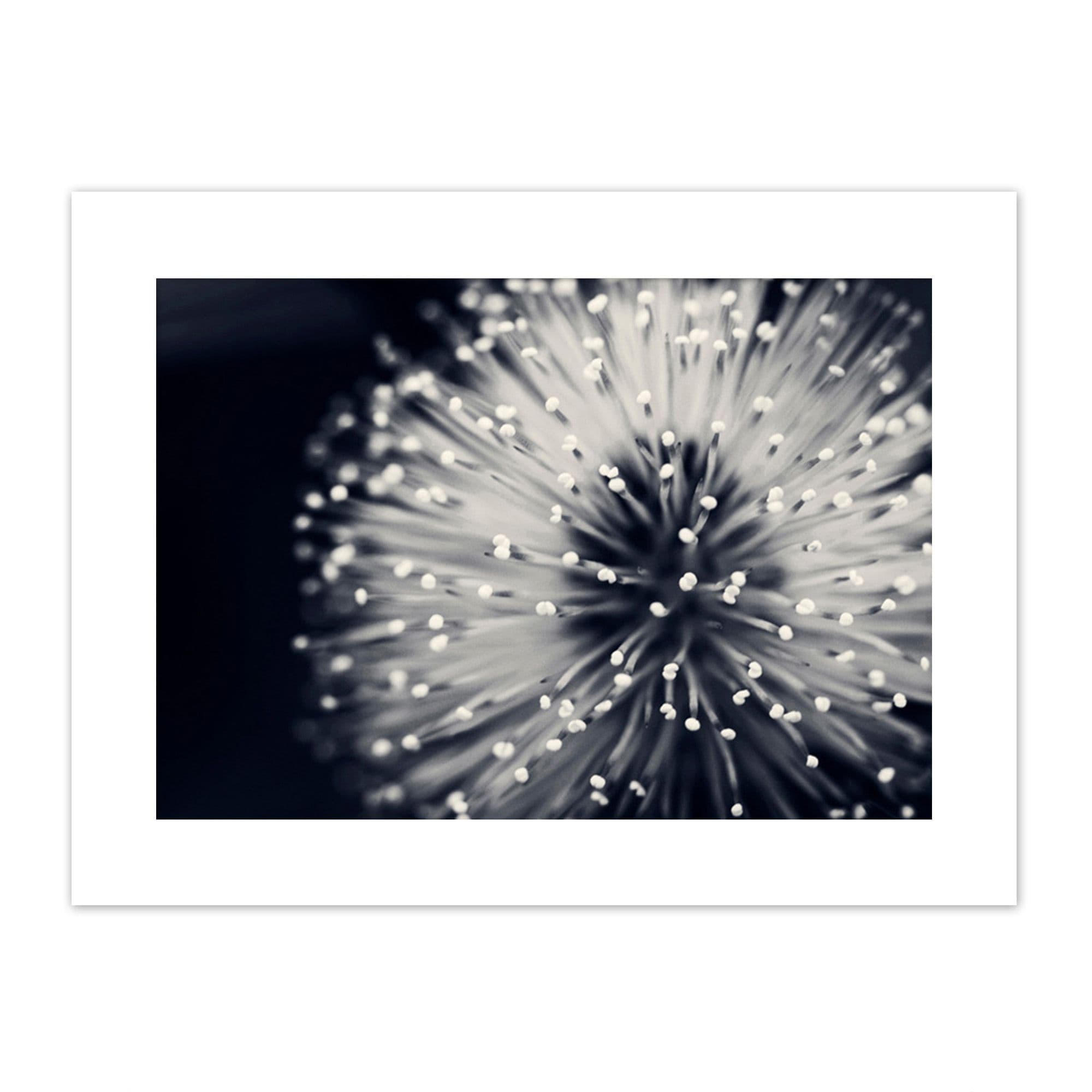 Wall Art Print Nature Plant Flower White Beautiful Mount