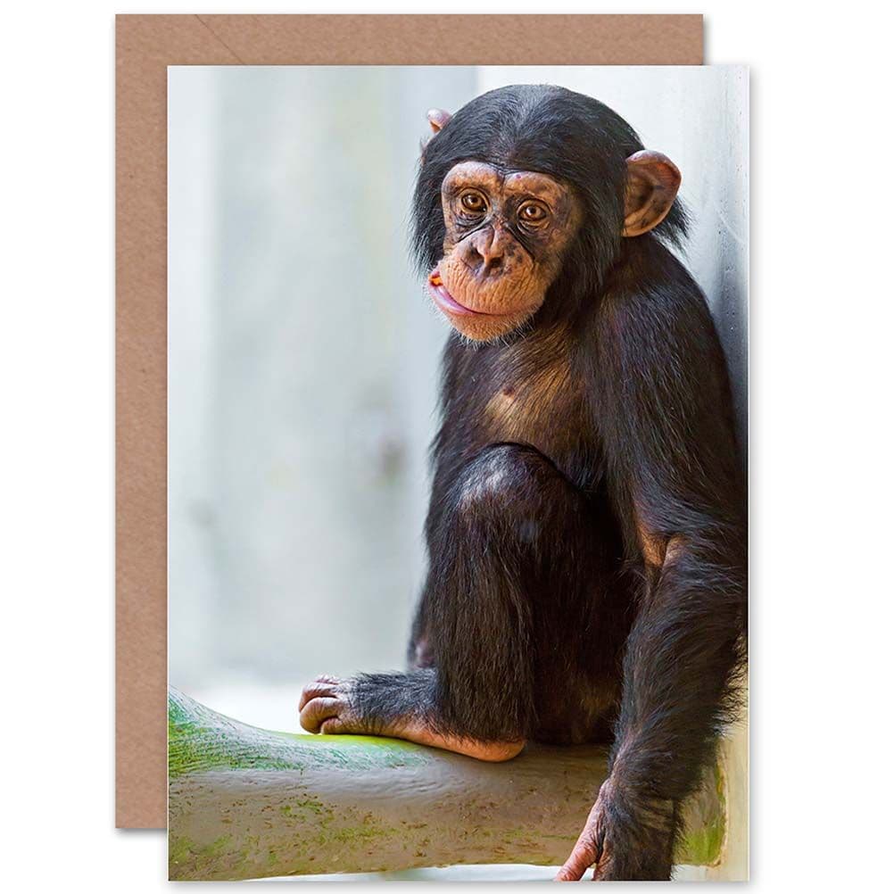 Birthday Animal Photo Monkey Cute Baby Chimp Greetings Card