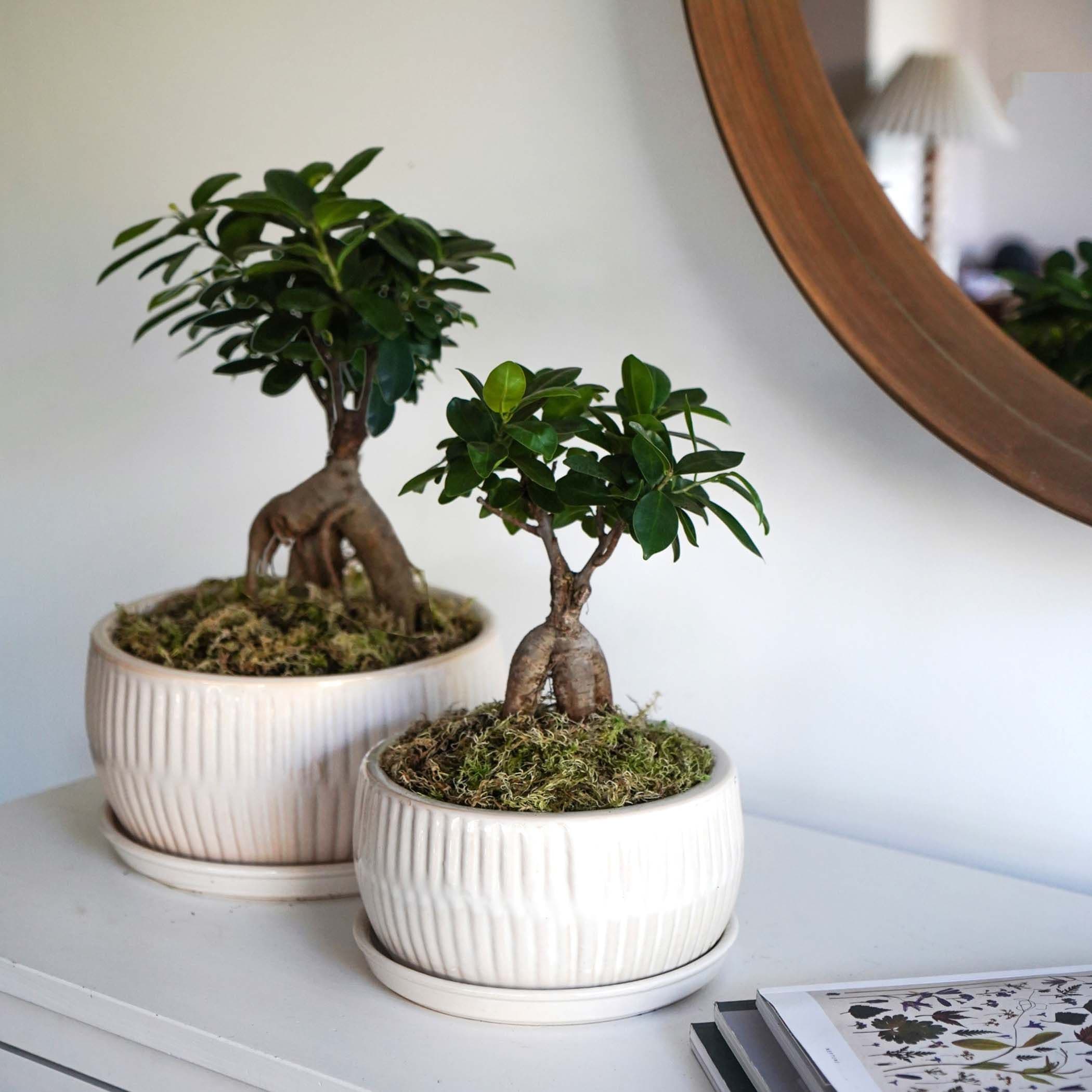 Round Bonsai Planters Set 2