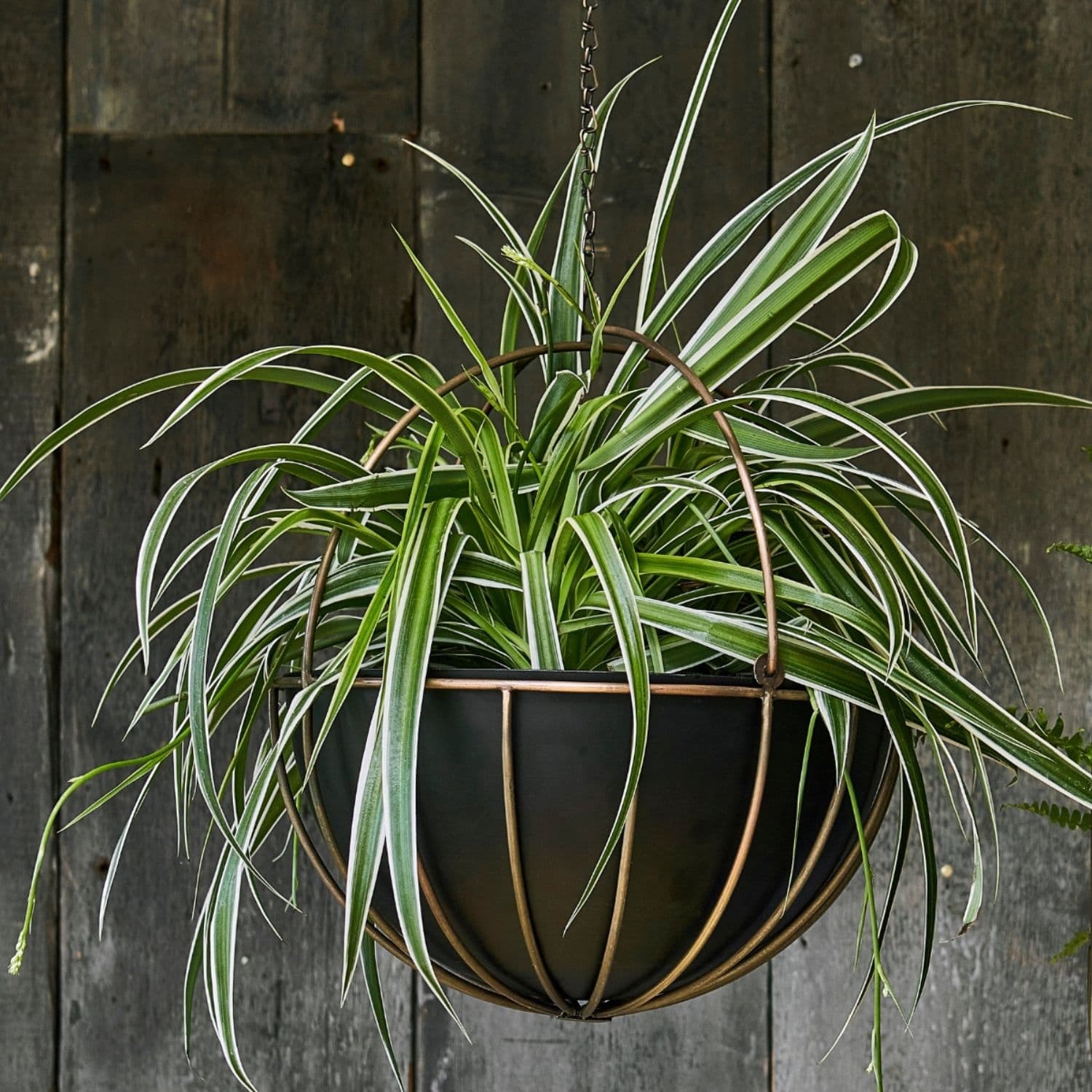 Indoor Kensington Brass Hanging Planter H34cm x D30cm