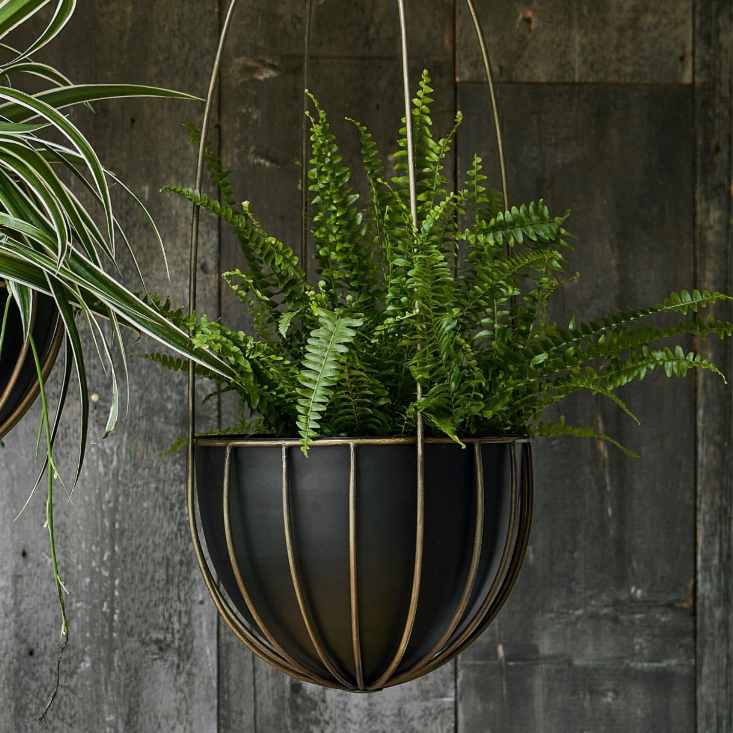 Indoor Kensington Brass Tall Hanging Planter H60cm x D24cm