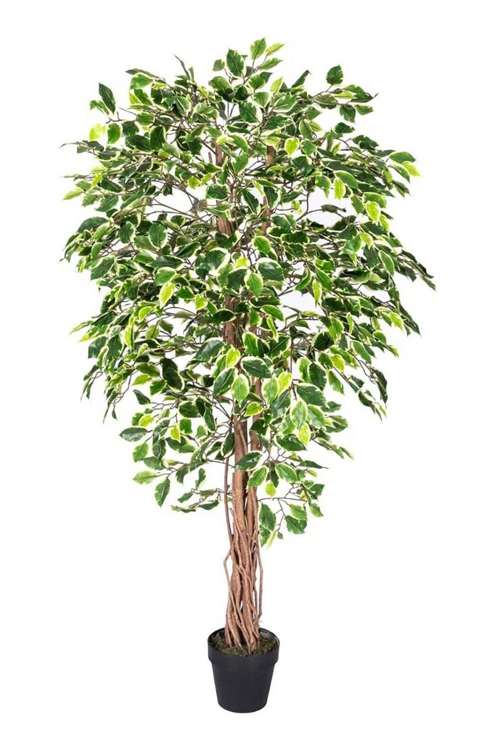Variegated Ficus Tree Artificial Plant Twisted Trunk 6 Ft