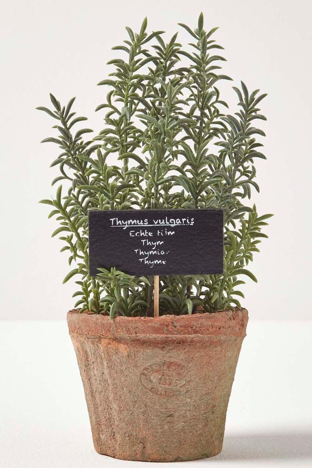 Artificial Thyme Plant Decorative Pot