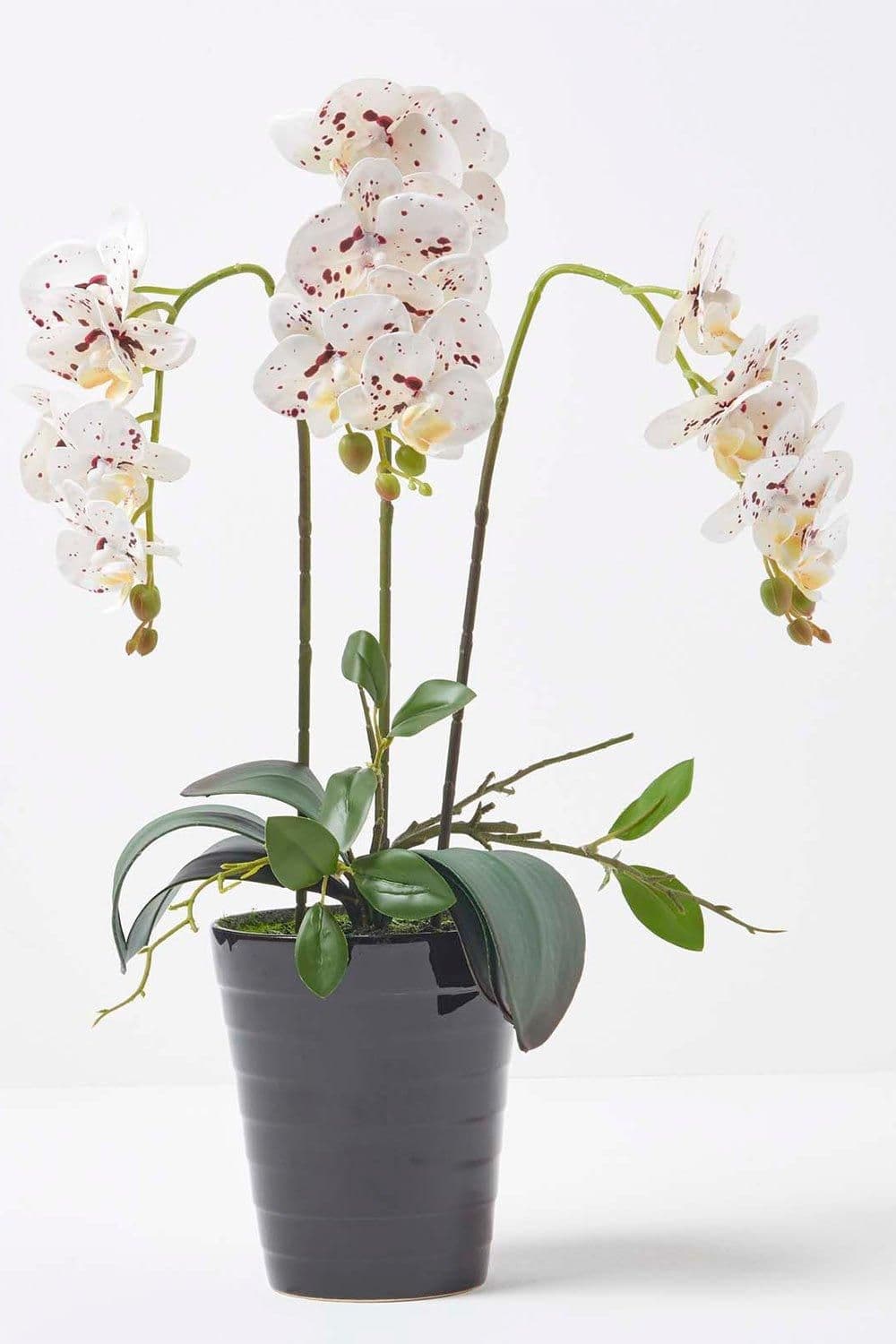 Orchid 56 cm Phalaenopsis Ceramic Pot