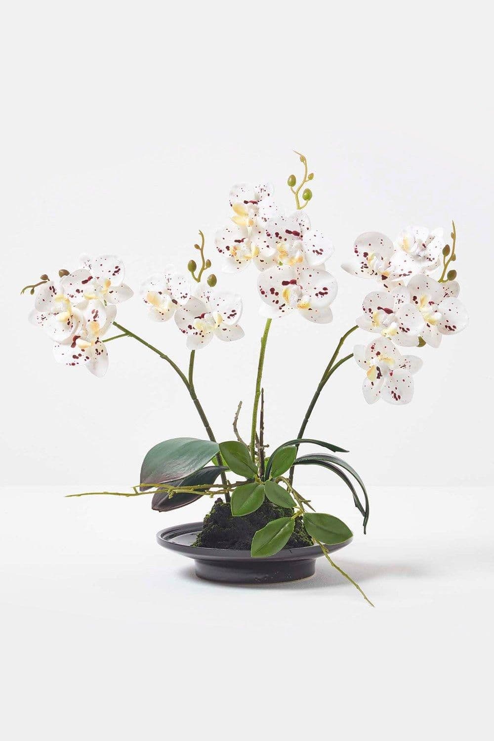 Orchid 38 cm Phalaenopsis Ceramic Pot