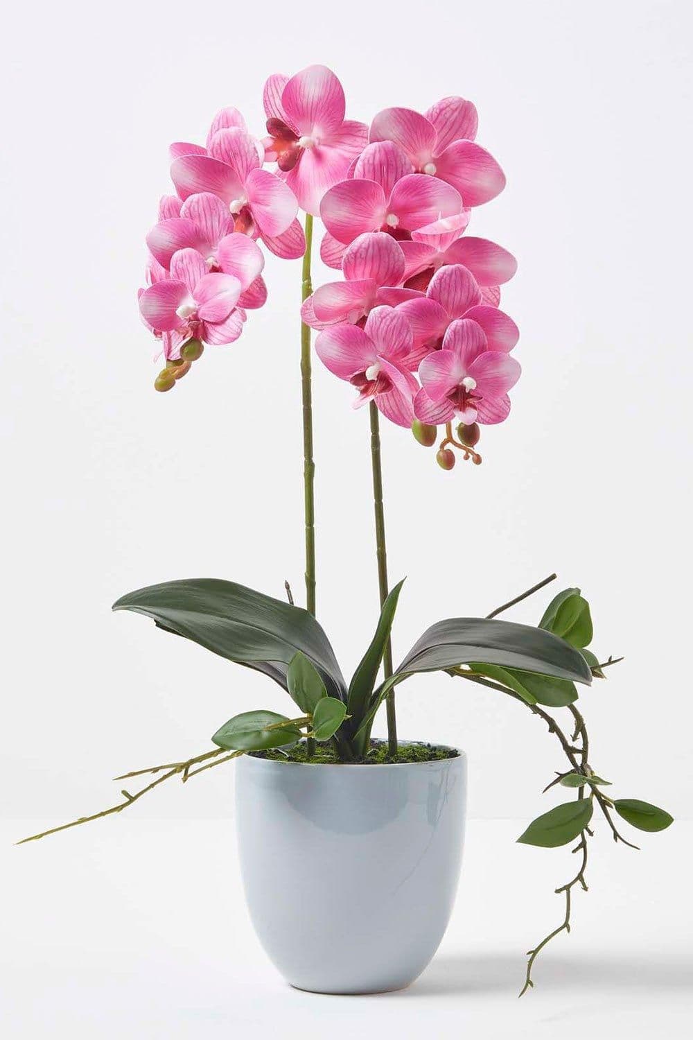 Orchid 54 cm Phalaenopsis Ceramic Pot