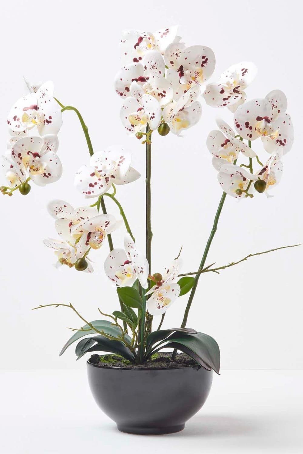 Orchid 62 cm Phalaenopsis Ceramic Pot Extra Large 5 Stems