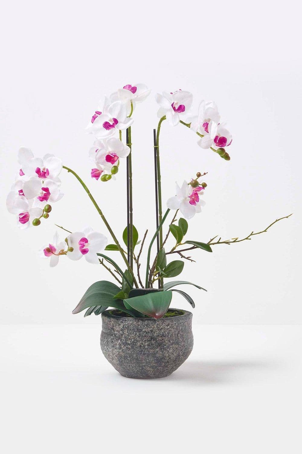 Orchid 52 cm Phalaenopsis Cement Pot Extra Large 5 Stems