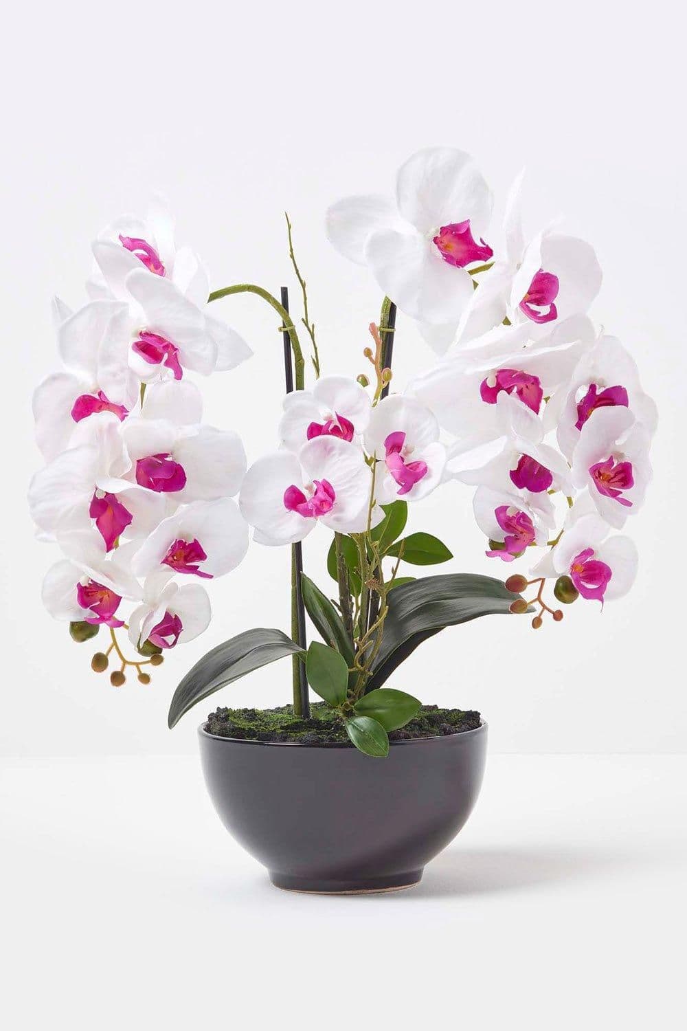 Pink Orchid 56 cm Phalaenopsis Ceramic Pot