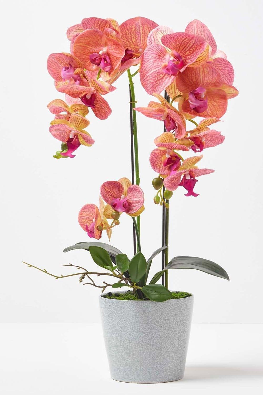 Orchid 58 cm Phalaenopsis Ceramic Pot
