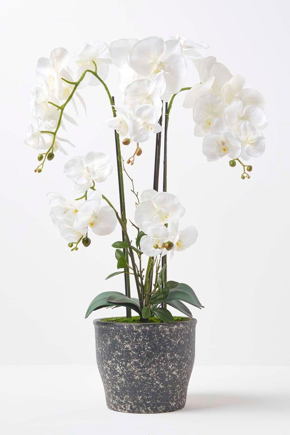 Orchid 82 cm Phalaenopsis Ceramic Pot Extra Large 4 Stems