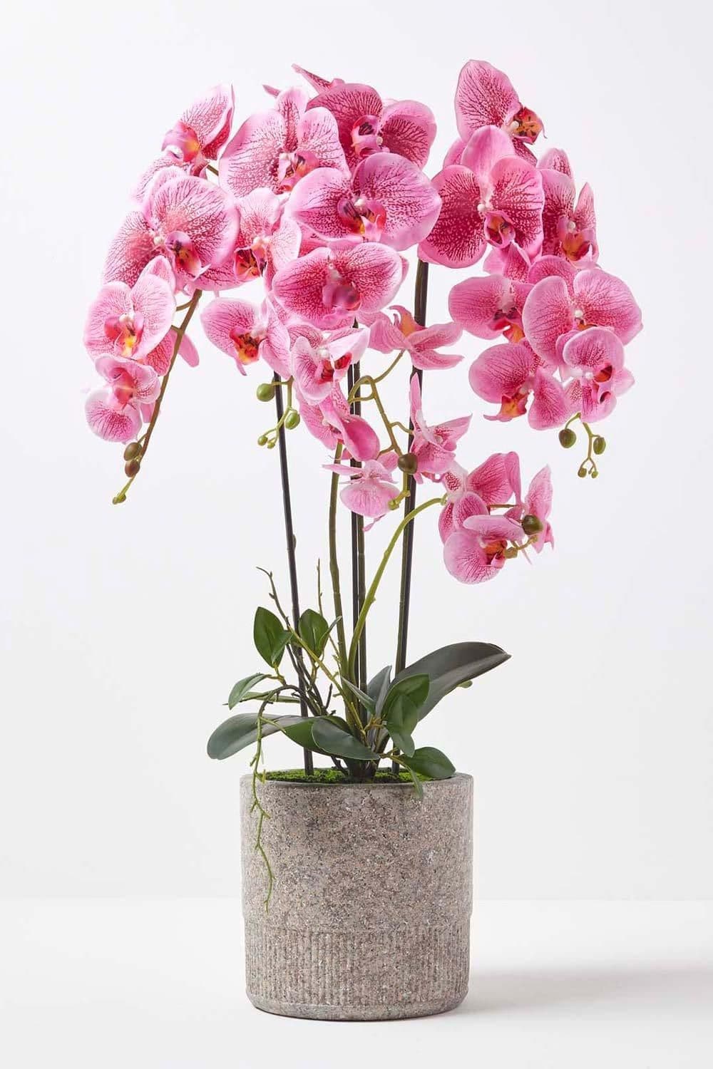 Orchid 82 cm Phalaenopsis Cement Pot Extra Large 4 Stems