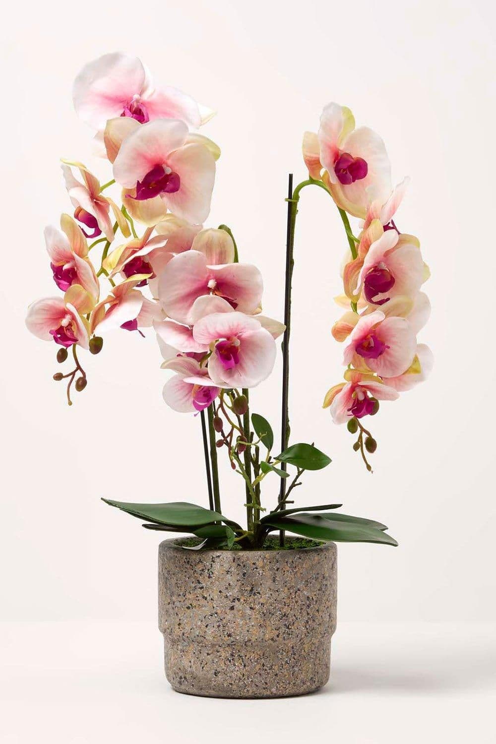 Orchid 64 cm Phalaenopsis Cement Pot Extra Large 3 Stems