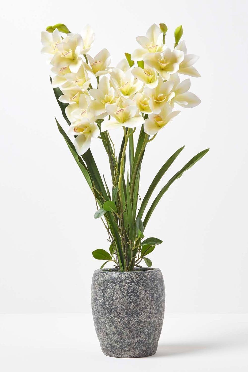 Orchid 82 cm Cymbidium Cement Pot Extra Large 3 Stems