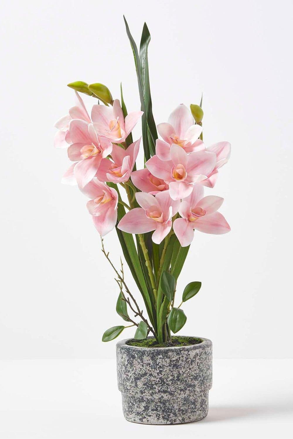 Orchid 58 cm Cymbidium Cement Pot Extra Large 2 Stems