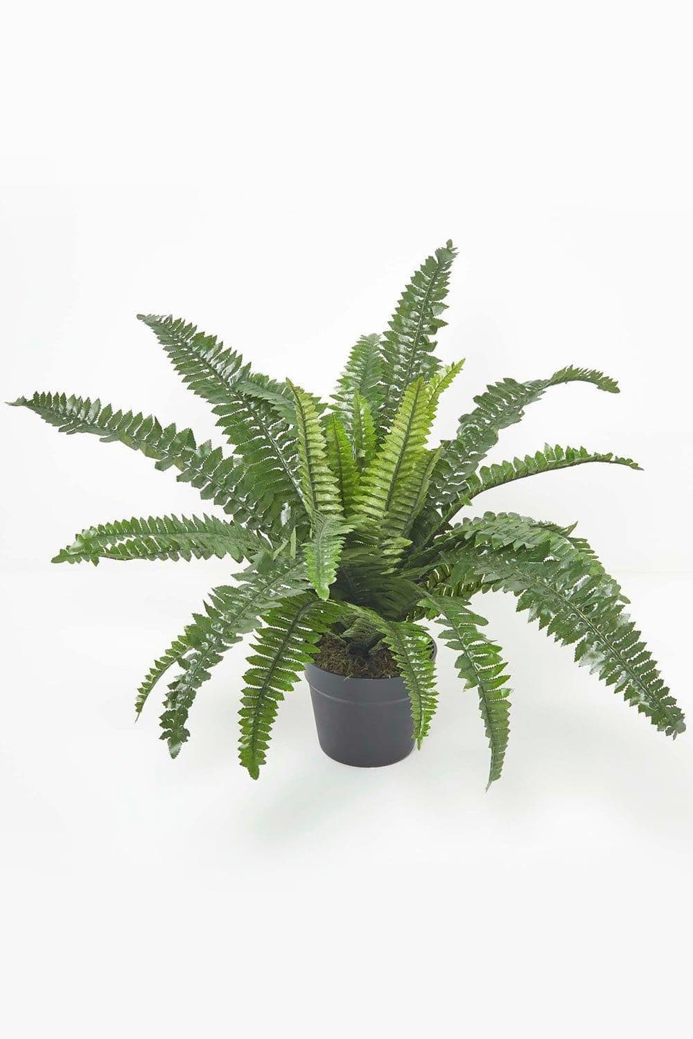 Boston Fern Pot 60 cm Tall