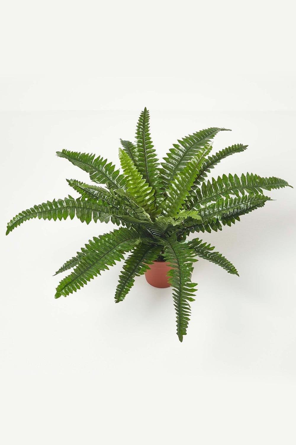 Boston Fern Pot 45 cm Tall