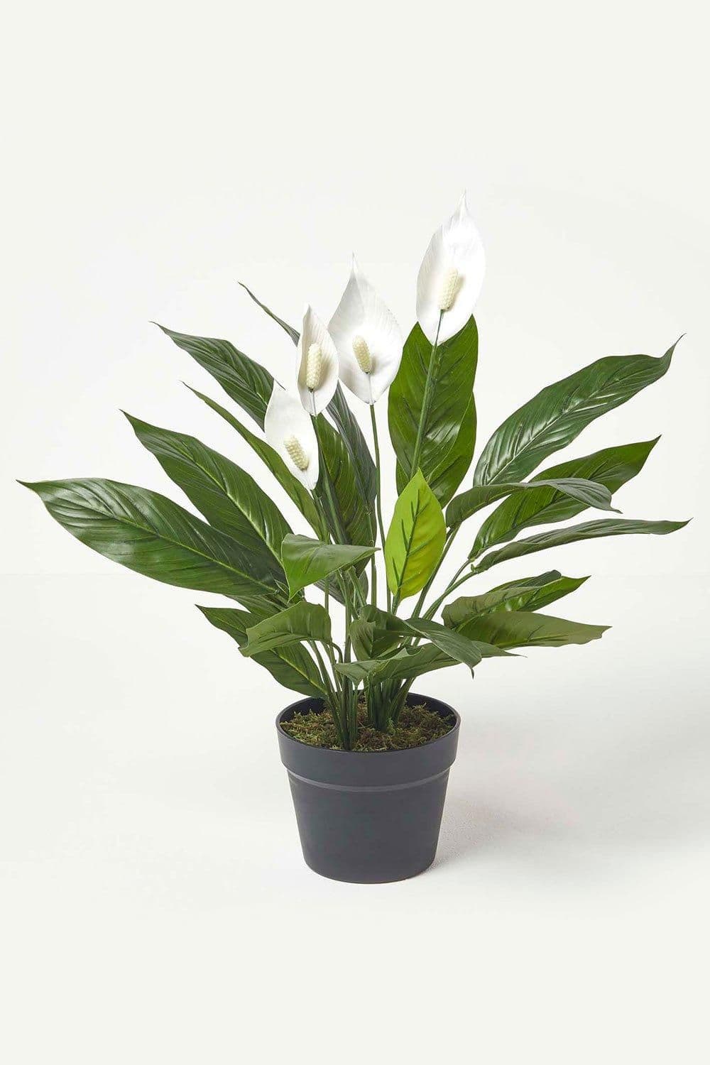 Peace Lily Pot 60 cm Tall