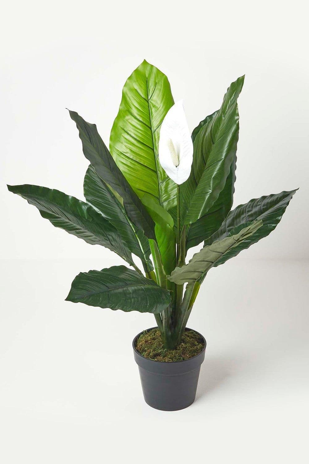 Peace Lily Pot 90 cm Tall