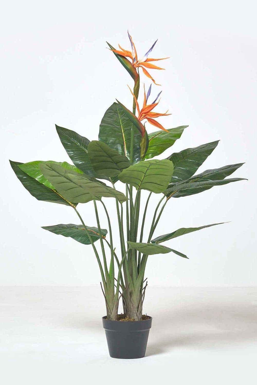 Bird Paradise Plant Pot 120 cm Tall