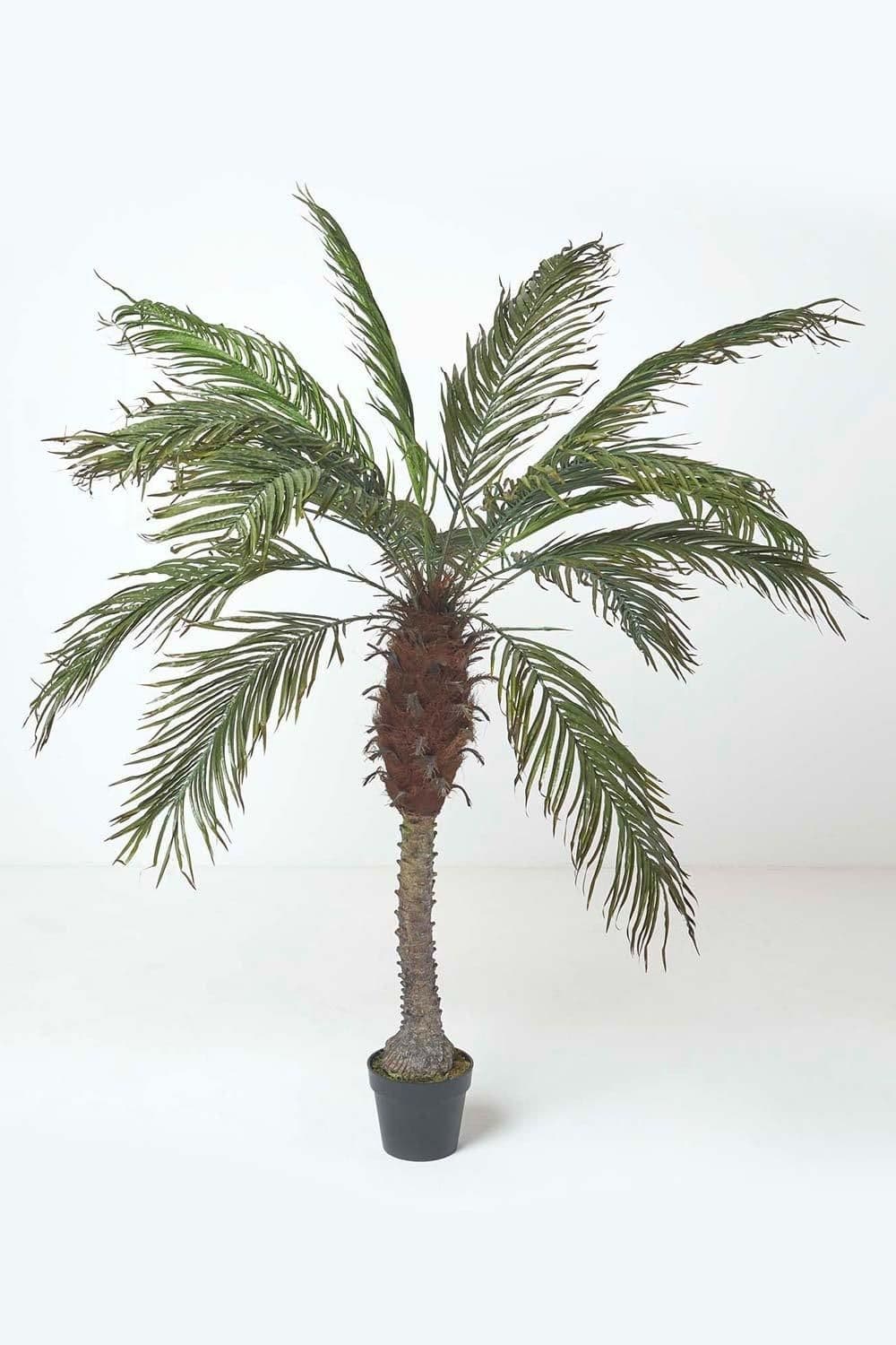 Phoenix Palm Tree Pot 160 cm Tall